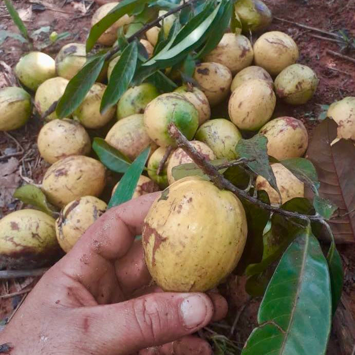 Turapi Abiu Rondonia Live Plant (Chrysophyllum sp ) – veliyathgardens