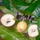 Abiu Rondonia Live Plant (Chrysophyllum sp )