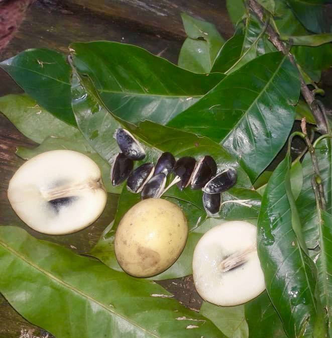 Abiu Rondonia Live Plant (Chrysophyllum sp )