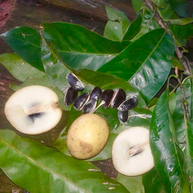 Abiu Rondonia Live Plant (Chrysophyllum sp )