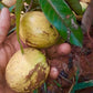 Abiu Rondonia Live Plant (Chrysophyllum sp )