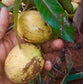 Abiu Rondonia Live Plant (Chrysophyllum sp )