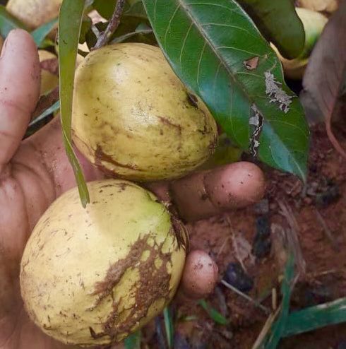 Abiu Rondonia Live Plant (Chrysophyllum sp ) – veliyathgardens