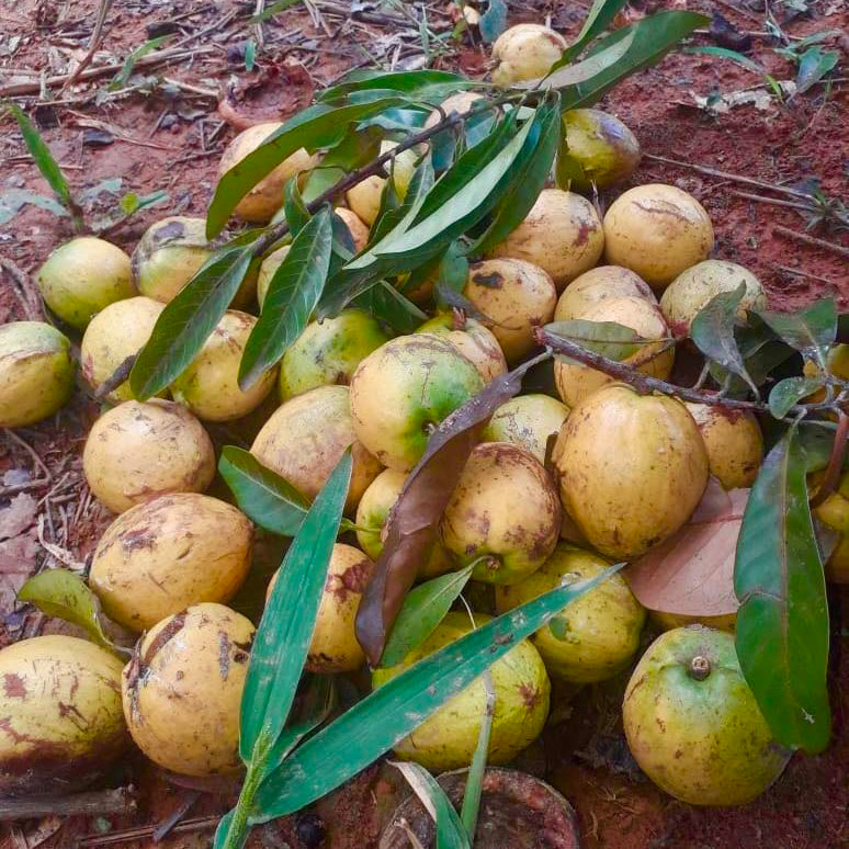 Abiu Rondonia Live Plant (Chrysophyllum sp )