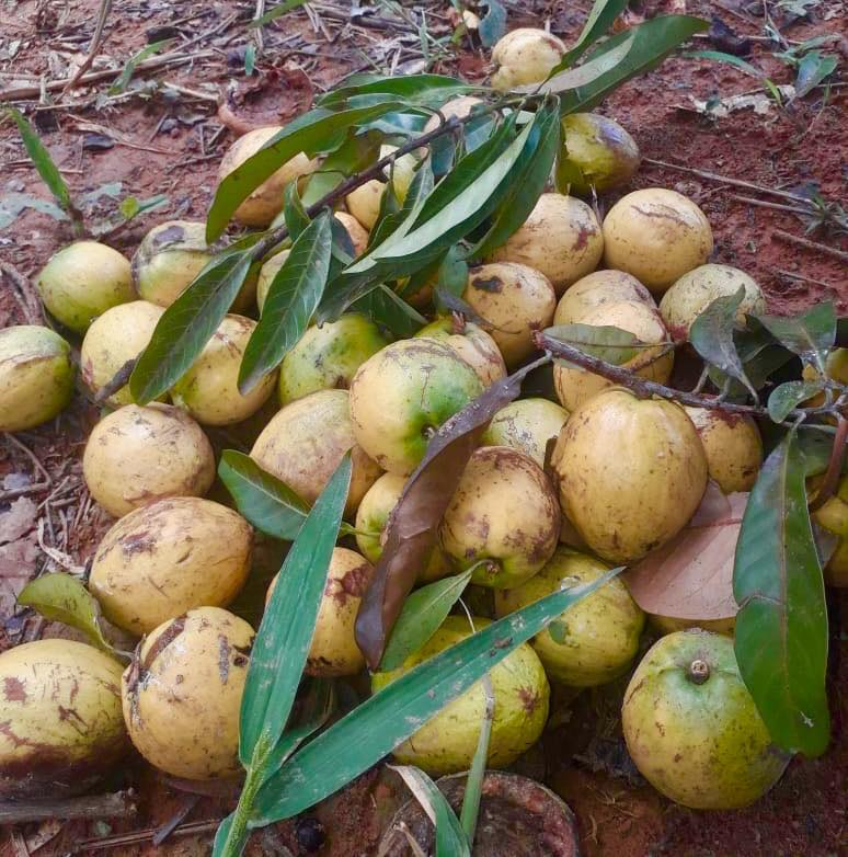 Abiu Rondonia Live Plant (Chrysophyllum sp )