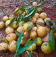 Abiu Rondonia Live Plant (Chrysophyllum sp )