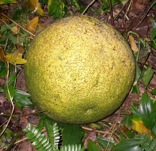 African Breadnut Fruit Plants (Treculia Africana)