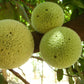 African Breadnut Fruit Plants (Treculia Africana)