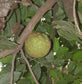 African Breadnut Fruit Plants (Treculia Africana)