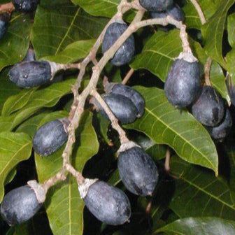 African Olive Fruit Plant (Canarium schweinfurthii)