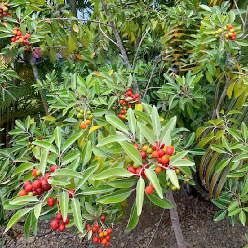 Coastal Boodyarra Fruit Plant (Aglaia roxburghii)