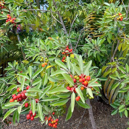 Coastal Boodyarra Fruit Plant (Aglaia roxburghii)