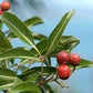 Coastal Boodyarra Fruit Plant (Aglaia roxburghii)