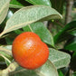 Coastal Boodyarra Fruit Plant (Aglaia roxburghii)