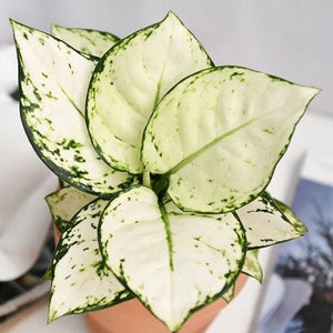 Aglaonema Super White Live Plant ( Aglaonema spp)