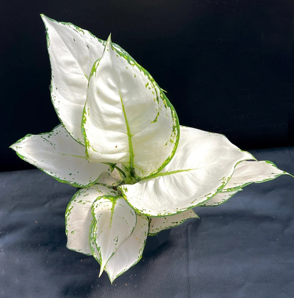 Aglaonema Super White Live Plant ( Aglaonema spp)