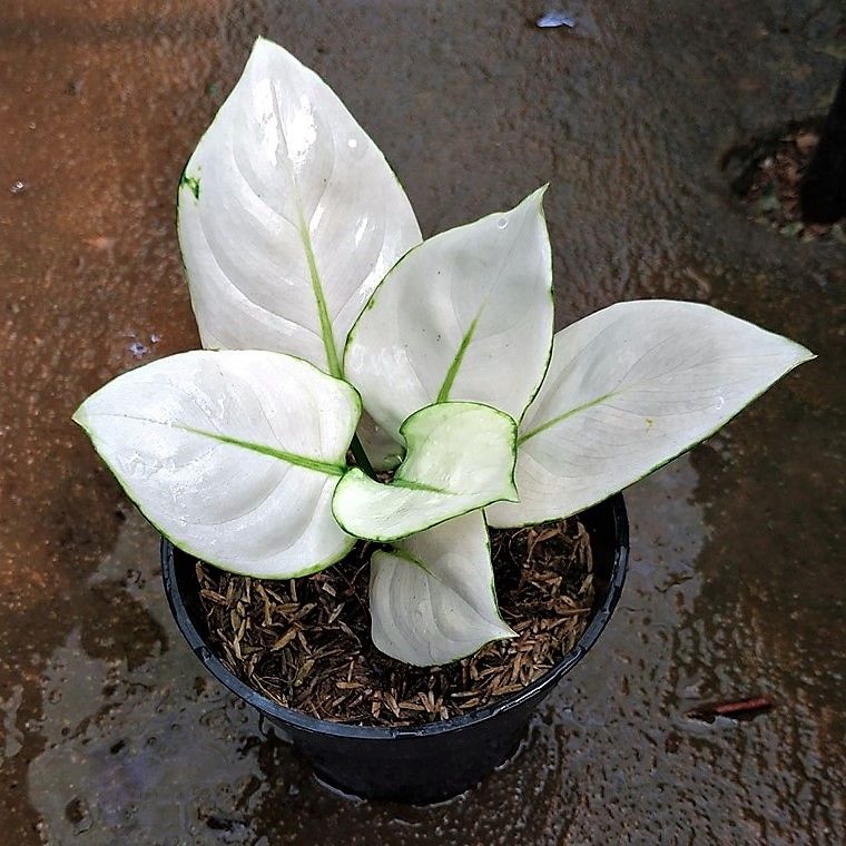 aglaonema super white price Aglaonema Super White Live Plant ( Aglaonema spp) – veliyathgardens