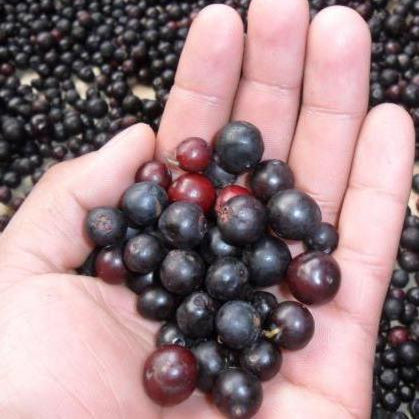 Tropical Blue Berry Live Plant (Vaccinium meridionale)