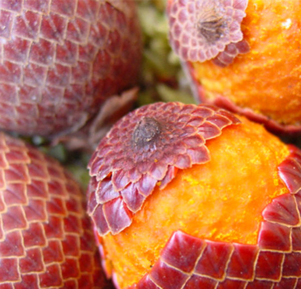 Aguaje Fruit Plant (Mauritia flexuosa)