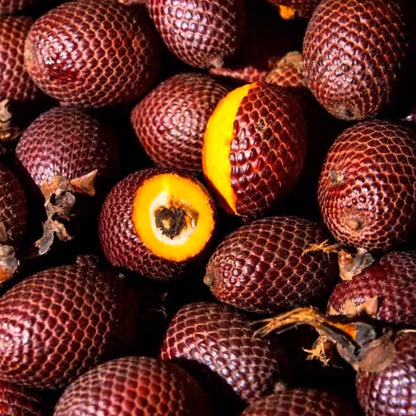 Aguaje Fruit Plant (Mauritia flexuosa)