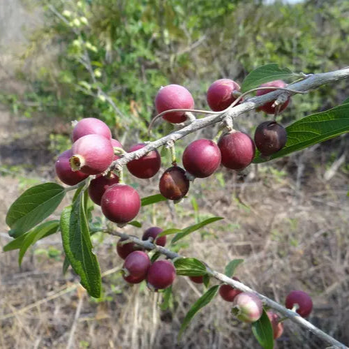 Alangium salviifolium Live Plant