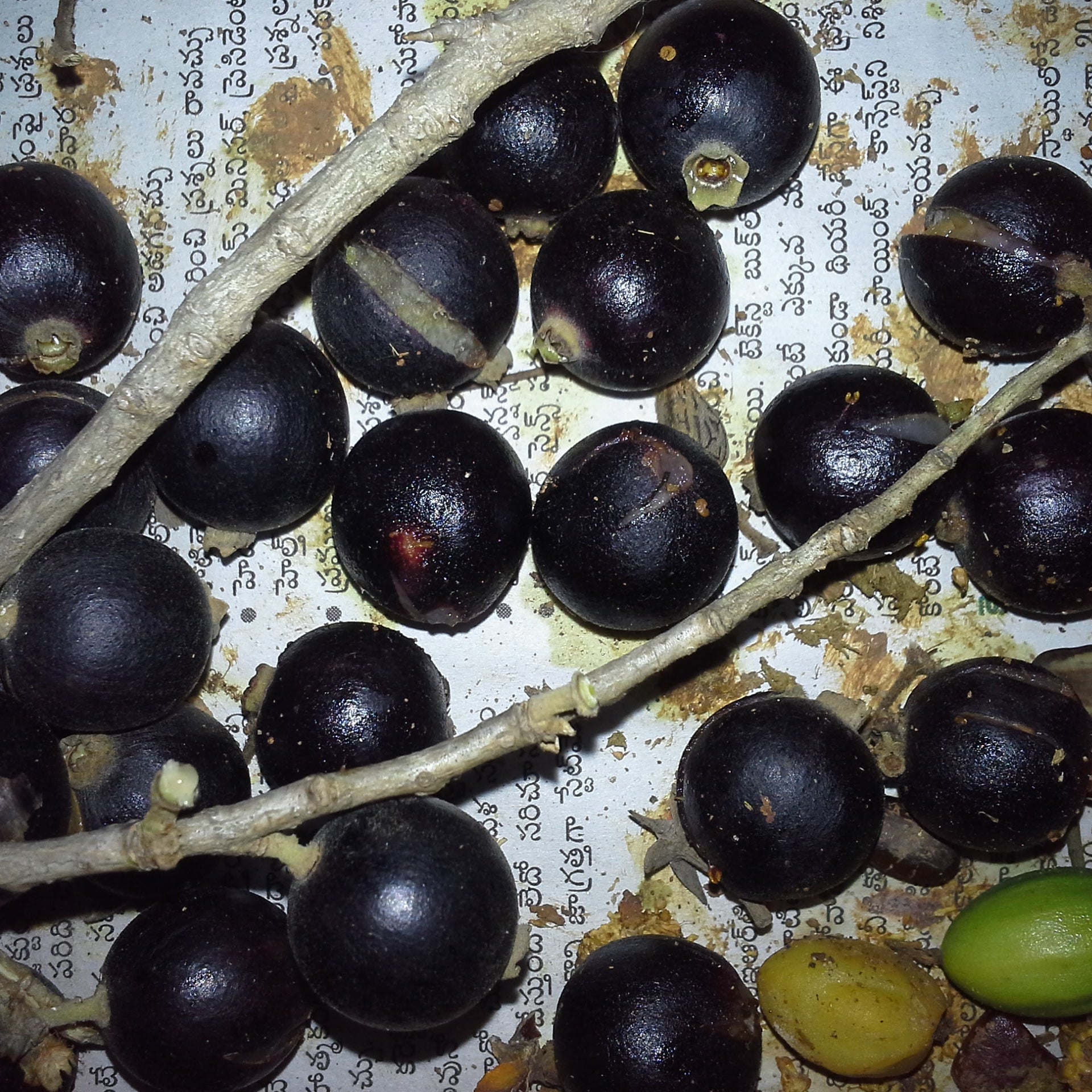 Alangium salviifolium Live Plant