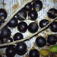 Alangium salviifolium Live Plant