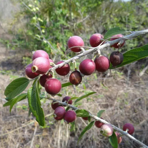 Alangium salviifolium Live Plant
