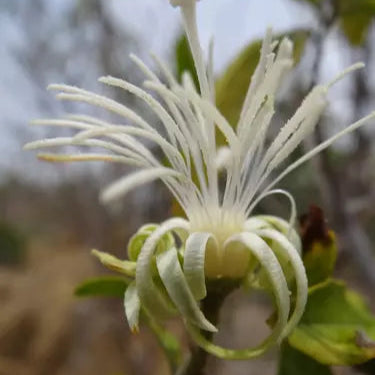 Alangium salviifolium Live Plant
