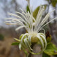 Alangium salviifolium Live Plant