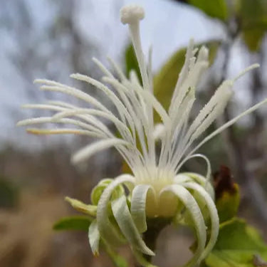 Alangium salviifolium Live Plant
