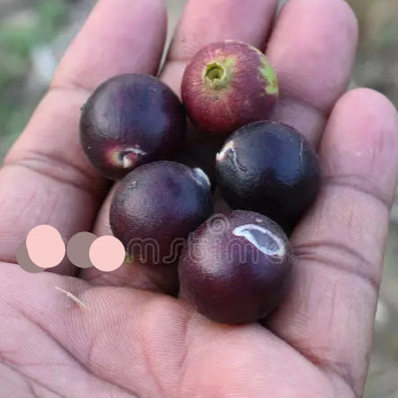 Alangium salviifolium Live Plant