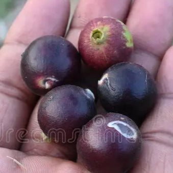 Alangium salviifolium Live Plant