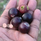 Alangium salviifolium Live Plant