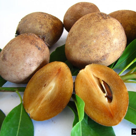 Alano Sapote Live Plant (Manilkara zapota)