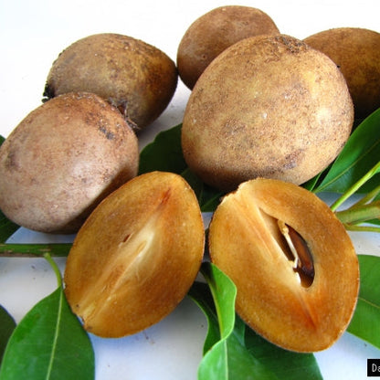 Alano Sapote Live Plant (Manilkara zapota)