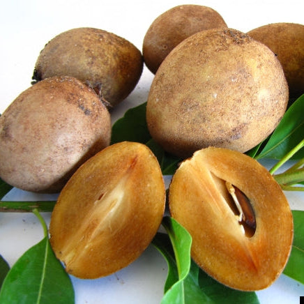 Alano Sapote Live Plant (Manilkara zapota)