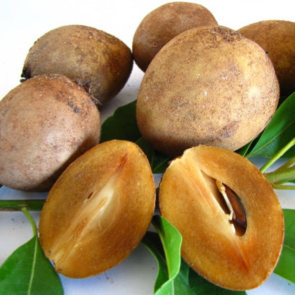 Alano Sapote Live Plant (Manilkara zapota)