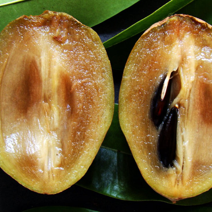 Alano Sapote Live Plant (Manilkara zapota)