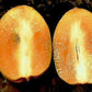 Alano Sapote Live Plant (Manilkara zapota)