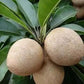 Alano Sapote Live Plant (Manilkara zapota)