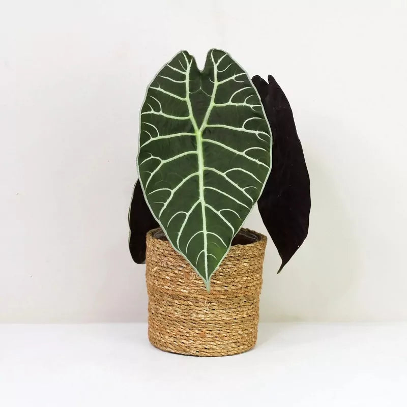 Alocasia watsoniana Live Plant