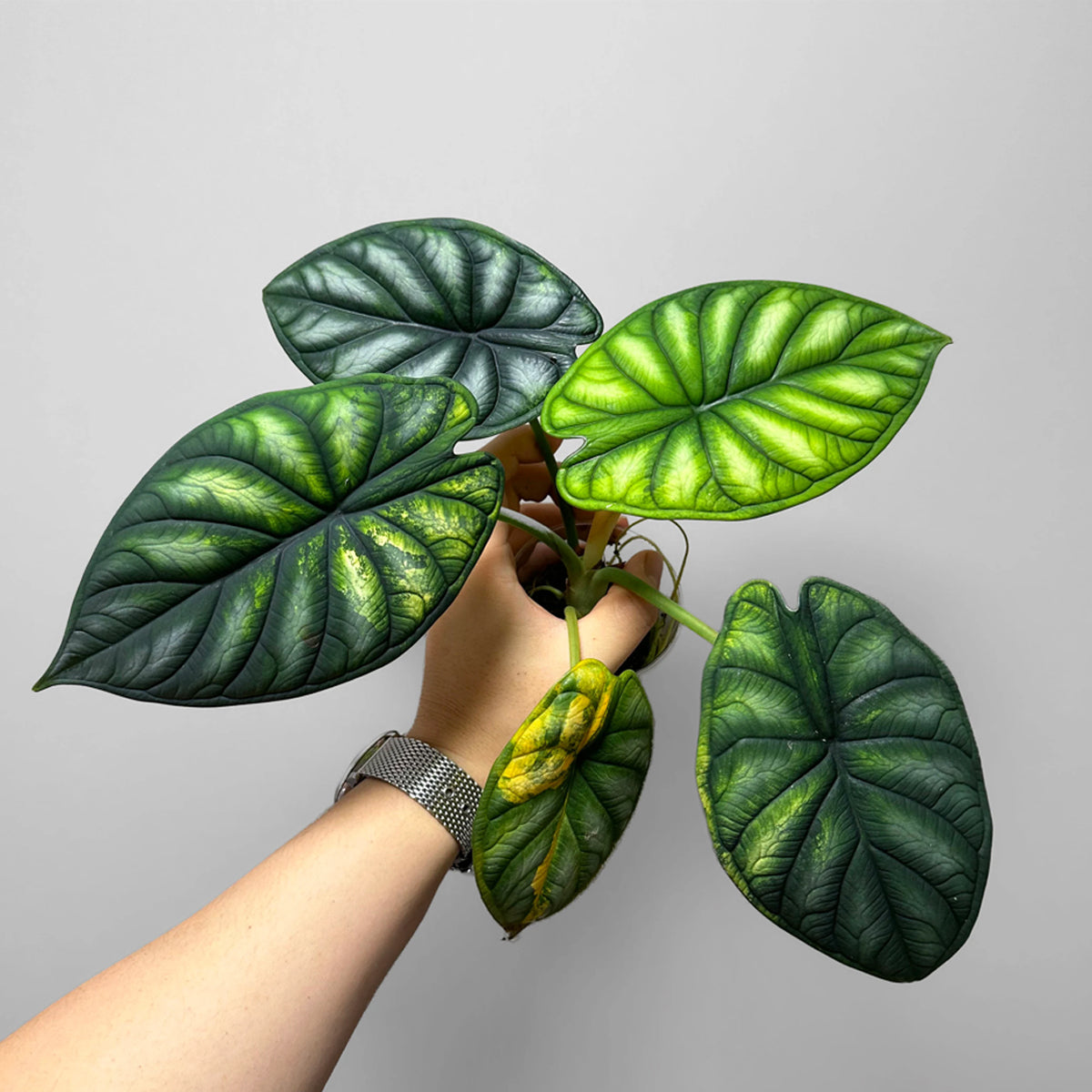 Alocasia Dragon Scale Live Plant (Alocasia baginda)