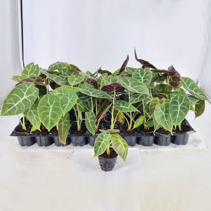 Alocasia watsoniana Live Plant