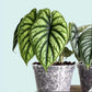 Alocasia Dragon Scale Live Plant (Alocasia baginda)