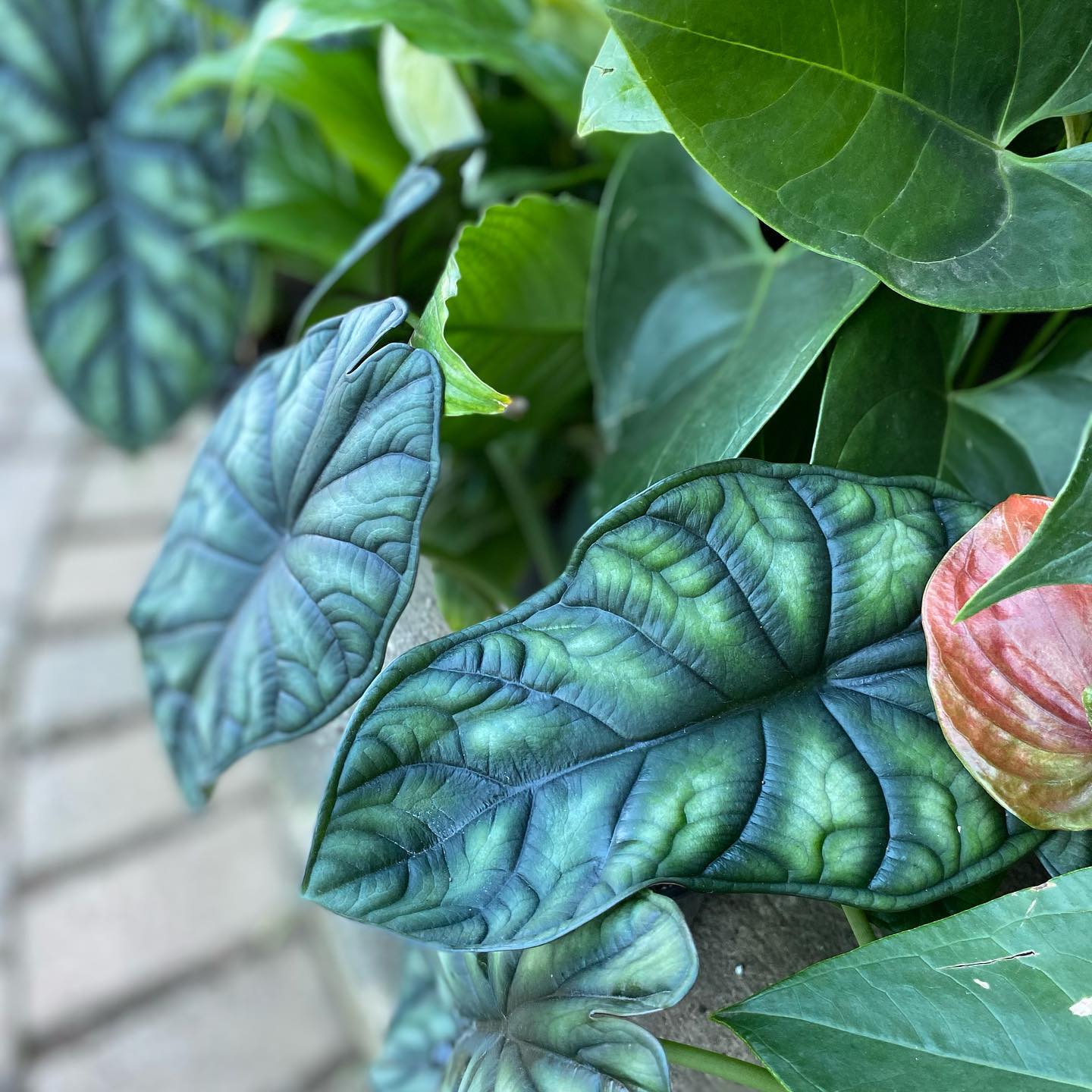 Alocasia Dragon Scale Live Plant (Alocasia baginda)