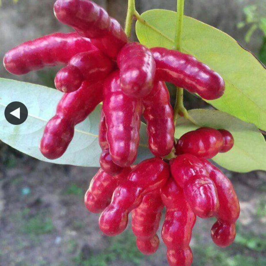 Amazon Bird Leg Fruit Live Plant