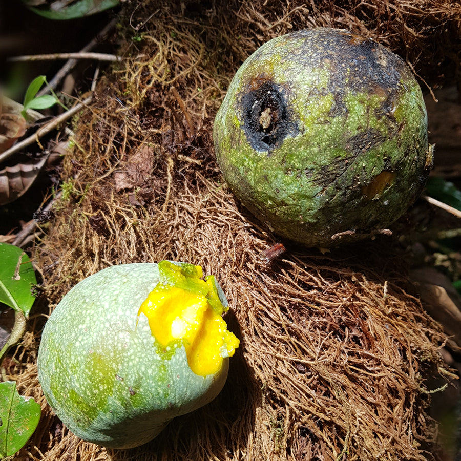 Amazon Custard Apple Fruit Plant ( Annona Amazonica )