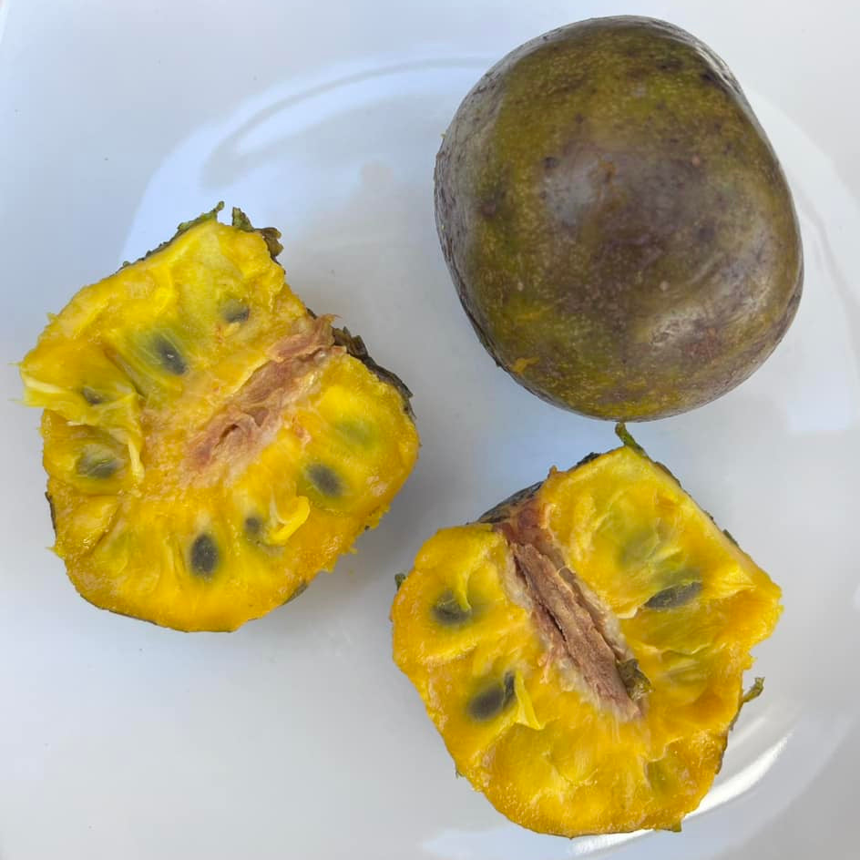 Amazon Custard Apple Fruit Plant ( Annona Amazonica )