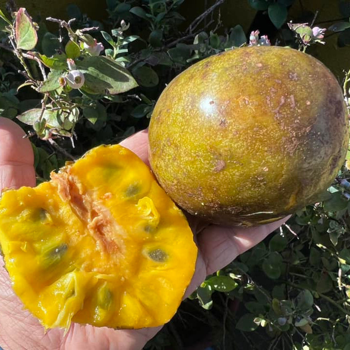Amazon Custard Apple Fruit Plant ( Annona Amazonica )